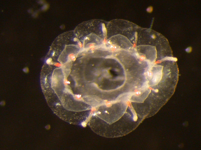 ��ѧ�ҷ�����ֳ��¶�����������ˮĸ