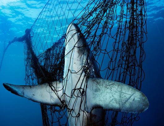 ī������ĳ�β��