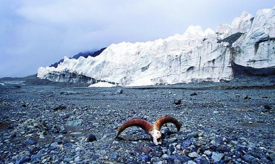 ��������ѩɽ�����������һֻ<a href=http://www.xinjiewang.com/zhouyiyanjiu/2/6/ target=_blank class=infotextkey><a href=http://www.xinjiewang.com/xiaohua/13/ target=_blank class=infotextkey>����</a></a>ͷ­ ˰������