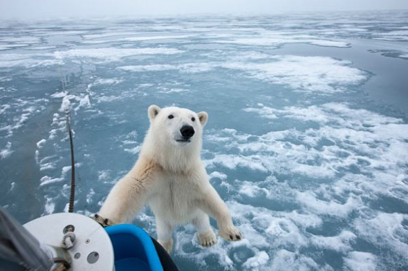 北极熊站立峡湾冰面