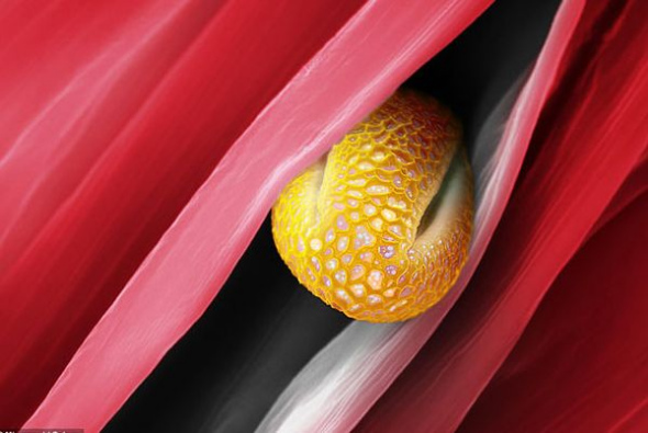 ������Ƭ��ʾ���Ǽ��ڻ����м������������