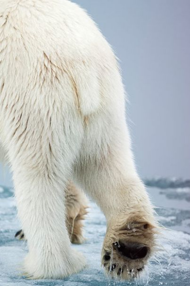 北极熊行走冰面之上