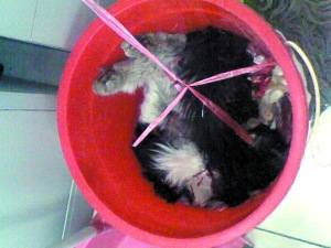 ʵ�������è��ʬ�屻����Ͱ�У�����ɱ���Ա�ô������ߡ�