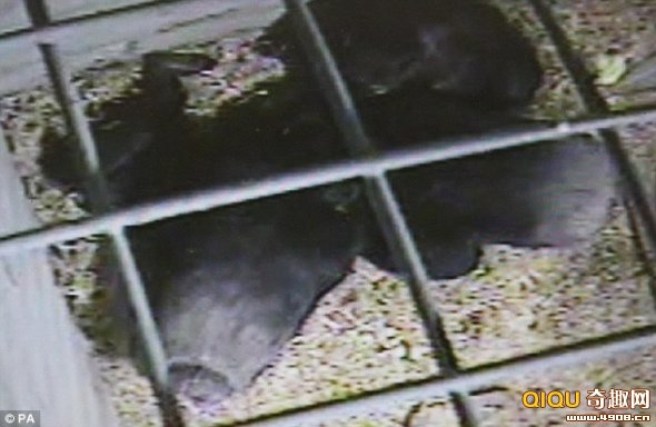 “潘西”的“亲人”围在它身边。