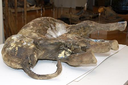 2007���ڶ���˹�����������ֵ�������ʬ��