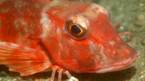 ���ֺ�ɫ�����峤�ɳ���16Ӣ�磨40.64���ף�������<a href=http://www.xinjiewang.com target=_blank class=infotextkey><a href=http://www.xinjiewang.com/zhouyiyanjiu/2/2/ target=_blank class=infotextkey><a href=http://www.xinjiewang.com/gushi/7/ target=_blank class=infotextkey>����</a></a></a>�ڴ����󶫱�����������<a href=http://www.xinjiewang.com target=_blank class=infotextkey><a href=http://www.xinjiewang.com/zhouyiyanjiu/2/2/ target=_blank class=infotextkey><a href=http://www.xinjiewang.com/gushi/7/ target=_blank class=infotextkey>����</a></a></a>��ˮ�׵������У�һ�ַǳ����ڲ�ͬ��<a href=http://www.xinjiewang.com/zhouyiyanjiu/2/6/ target=_blank class=infotextkey><a href=http://www.xinjiewang.com/xiaohua/13/ target=_blank class=infotextkey>����</a></a>��ӵ�д����Դ����۾���