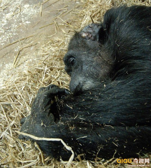 科学家抓拍到的一段视频,首次为我们展示了黑猩猩如何像人类一样对临死的亲人表达关怀和哀思