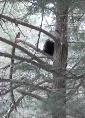 ������ѩɭ�ַ���<a href=http://www.xinjiewang.com/zhouyiyanjiu/3/ target=_blank class=infotextkey>����</a>&ldquo;���Ұ��&rdquo;�ټ�(ͼ)