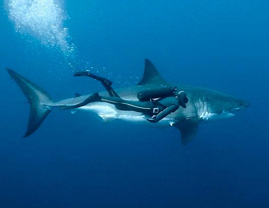 大白鲨