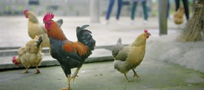 �󹫼�ͬ��ĸ����ɱ����˱���(ͼ)