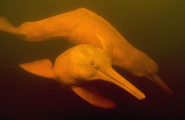 巨大水体成河豚完美家园