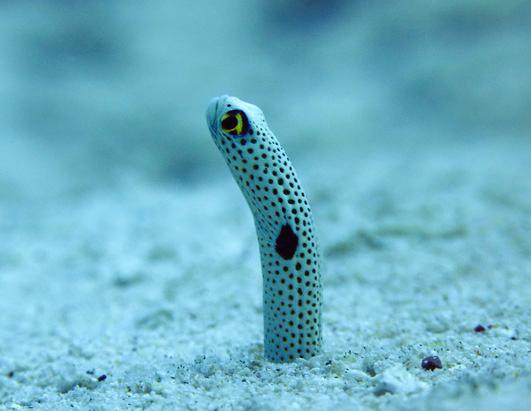 ��԰����